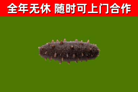 阿勒泰烟酒回收干海参.jpg